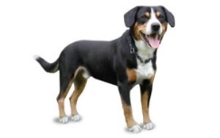 C:\Users\Натачка\Desktop\file_23262_entlebucher-mountain-dog-300x189.jpg